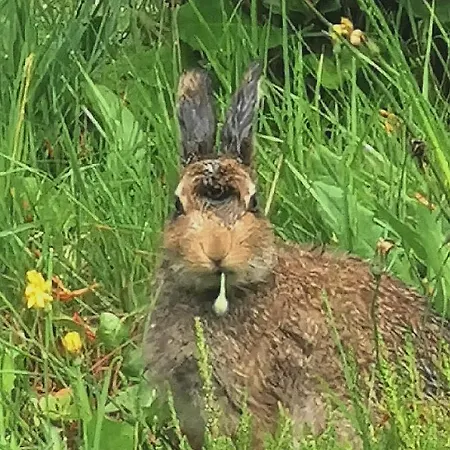 New Listing - Ladybird - Donegal - Wild Atlantic Way *